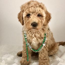 Australian Labradoodle Puppies from Just Doodling Around