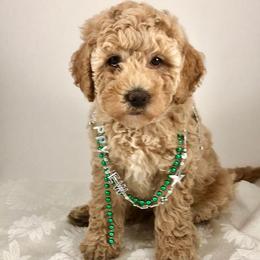 Australian Labradoodle Puppies from Just Doodling Around
