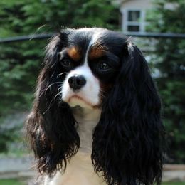 Saylor - Cavalier King Charles Spaniel
