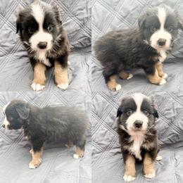 Black tri male 2 - Black tri male Miniature Australian Shepherd puppy in Brooker, Florida from Honey, I Shrunk the Aussies