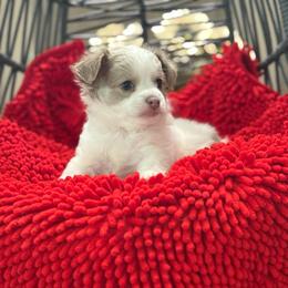 Twix - Red and white male Chihuahua puppy in Ochlocknee, Georgia from High Cotton Chihuahuas