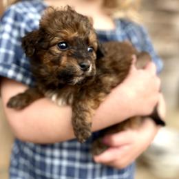 Ridge - Sable male Aussiedoodle puppy in Paoli, Indiana from Brambleberry Doodles