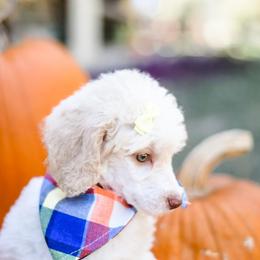 English Springer Spaniel and Poodle Puppies from Haskeez