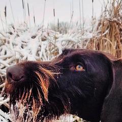 Deutsch-Drahthaar Puppies from vom Cornerstone