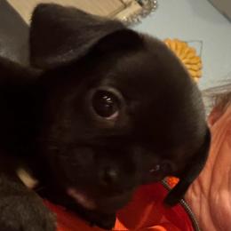 Dina - Black and white female Chihuahua puppy in Doyle, California from Dreamy Divine Chihuahuas