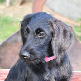 Labrador Retriever Puppies from Millies Kennel
