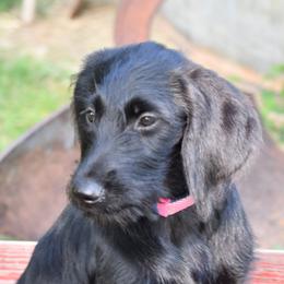 Labrador Retriever Puppies from Millies Kennel
