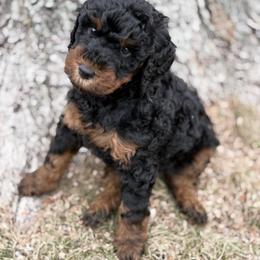Boy 3 - Phantom male Goldendoodle puppy in Washington, Illinois from Lola Bear Goldendoodles