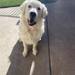 Sulley - Golden Retriever