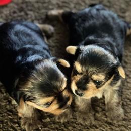 Poodles and Yorkipoos from Bella Dreamss LLC