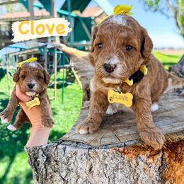 Clove - Red  female Goldendoodle puppy in West Haven, Utah from Split Mountain Doodles