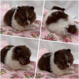 Spark AKC - Chocolate parti male Pomeranian puppy in Houston, Texas from MD Bella Pomeranian