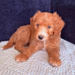Daphne - Parti female Goldendoodle puppy in Barstow, California from Golden Desert Doodles