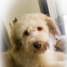 Wiggles - Chocolate sable male Havapoo puppy in Medina, Ohio from Momma's Mastiffs