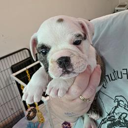 Pink - Red brindle and white female Bulldog puppy in Walhalla, South Carolina from Lowery's English Bulldogs