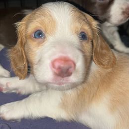 Nilla Man - Cream male Dachshund puppy in Brooksville, Florida from Dip N Doxie