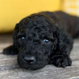 Goldendoodles from Alexa's Goldendoodles