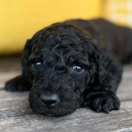 Goldendoodles from Alexa's Goldendoodles