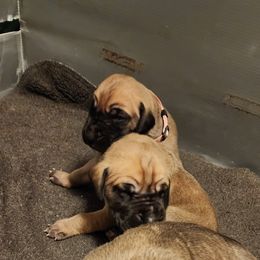 Doberman Pinscher and Great Dane Puppies from Draggin Dobermans & Great Danes