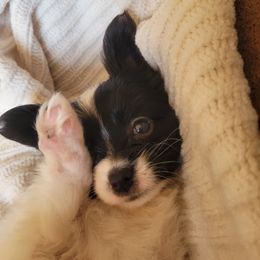 Black n white female 2 - White and black female Papillon puppy in Florida from Tammy's Papillon Playpen