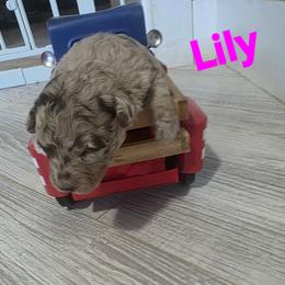 Lily - Red merle female Aussiedoodle puppy in Loveland, Colorado from A&L Ranch Aussiedoodles