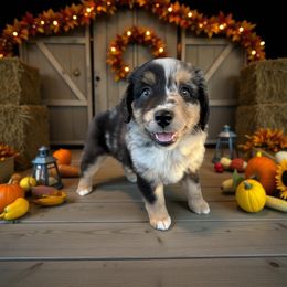 Kiki - Blue merle female Miniature American Shepherd puppy in Godley, Texas from Flying H Toy and Mini Aussies