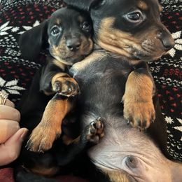Dachshund Puppies from Phillian Family Mini Dachshunds