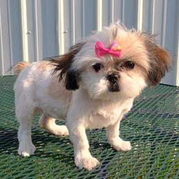 Itsy - Gold and white female Shih Tzu puppy in Wild Rose, Wisconsin from Sorenson's Shih-tzus