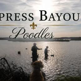 Poodles from Cypress Bayou Poodles