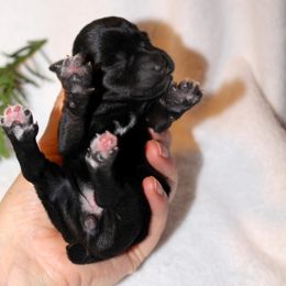 Vixen Genetically Clear - Black and silver female Miniature Schnauzer puppy in Klingerstown, Pennsylvania from Clay Hill Kennels