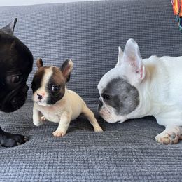 French Bulldog Puppies from Rockstar Kennel
