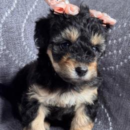 Sushi - Phantom male Maltipoo puppy in Bakersfield, California from Silvia's Maltipoos