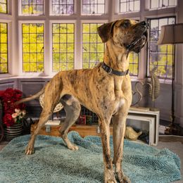 Levi - Great Dane