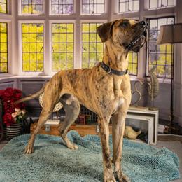 Levi - Great Dane
