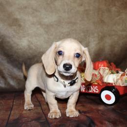 Simba - Dachshund