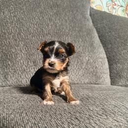 Small stripe - Black and tan male Yorkshire Terrier puppy in Boone, North Carolina from Coffeycup Yorkies
