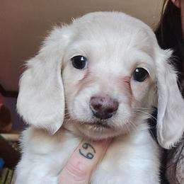 Smaller cream boy - Cream male Dachshund puppy in Rutherfordton, North Carolina from Knock Out Doxie’s