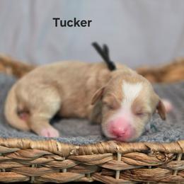 Tucker - Apricot male Goldendoodle puppy in Summerville, South Carolina from Channys Doodles