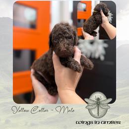 Wings in Amber - Yellow Collar - Chocolate male Goldendoodle puppy in Garland, Texas from Twilight Doodles