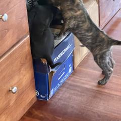 Vietnamese Phu Quoc Ridgeback Puppies from Phu Quoc Ridgebacks of Mississippi