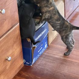 Vietnamese Phu Quoc Ridgeback Puppies from Phu Quoc Ridgebacks of Mississippi