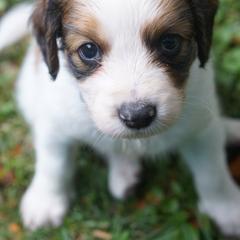 Purple - White and red male Nederlandse Kooikerhondje puppy in Chattanooga, Tennessee from Criterion Kooikerhondjes