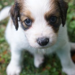 Purple - White and red male Nederlandse Kooikerhondje puppy in Chattanooga, Tennessee from Criterion Kooikerhondjes