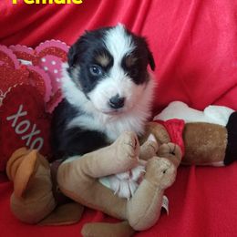 Australian Shepherd Puppies from SILVERSAGE