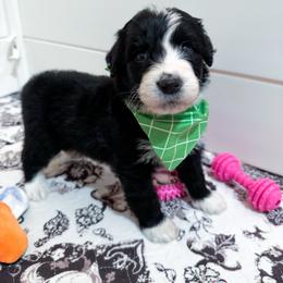 Pine - male Australian Mountain Doodle puppy in Claremont, North Carolina from Magnolia Grove Farms