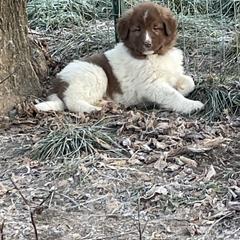Girl 5 - Karakachan puppy from Rock Solid Ranch