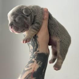 French Bulldog Puppies from Top Billin' Frenchies