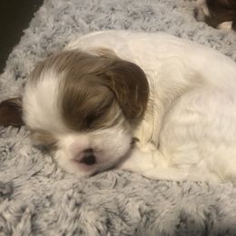 Katmai - Blenheim Cavalier King Charles Spaniel puppy in Sandy, Utah from Wasatch Cavaliers
