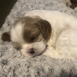 Katmai - Blenheim Cavalier King Charles Spaniel puppy in Sandy, Utah from Wasatch Cavaliers