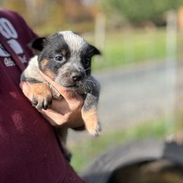 Gabbie - Blue female Australian Cattle Dog puppy in Cottage Grove, Oregon from Heirloom Ranch